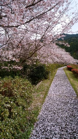 平山(桜)